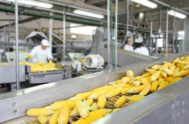 espiga de milho na linha de produção em uma indústria de alimentos